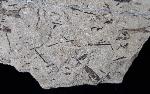 Doliostrobus taxiformis KVACEK 1971 - Bild © FossNet FossilienStore